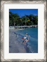 Framed Sonesta Island,  Aruba, Caribbean