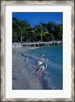 Framed Sonesta Island,  Aruba, Caribbean