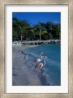 Framed Sonesta Island,  Aruba, Caribbean