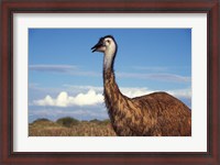 Framed Australia, Emu, flightless bird
