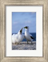 Framed Australia, Coringa Island, Masked Booby birds