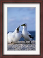 Framed Australia, Coringa Island, Masked Booby birds