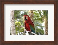 Framed Parrot at Radisson Resort, Palm Beach, Aruba, Caribbean