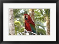 Framed Parrot at Radisson Resort, Palm Beach, Aruba, Caribbean