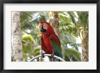 Framed Parrot at Radisson Resort, Palm Beach, Aruba, Caribbean