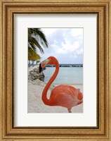 Framed Pink Flamingo on Renaissance Island, Aruba, Caribbean