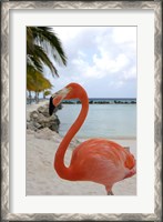 Framed Pink Flamingo on Renaissance Island, Aruba, Caribbean