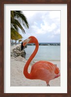 Framed Pink Flamingo on Renaissance Island, Aruba, Caribbean