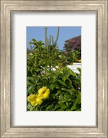Framed Yellow Flowers, Cacti and Home, Aruba, Caribbean