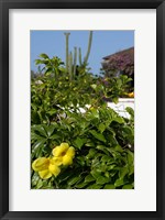 Framed Yellow Flowers, Cacti and Home, Aruba, Caribbean