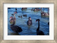 Framed Australia, Perth, Bibra Lake Black Swans