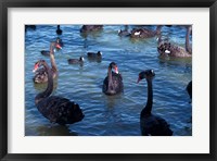 Framed Australia, Perth, Bibra Lake Black Swans