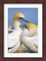 Framed Pair of Gannet tropical birds, Cape Kidnappers New Zealand