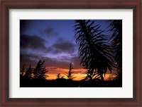 Framed Dunedin, South Island, New Zealand, Trees and sunset