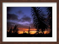 Framed Dunedin, South Island, New Zealand, Trees and sunset