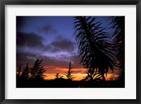 Framed Dunedin, South Island, New Zealand, Trees and sunset