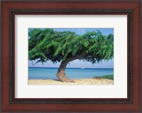 Framed Kwihi Tree,  Aruba, Caribbean