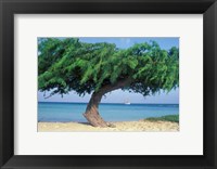 Framed Kwihi Tree,  Aruba, Caribbean