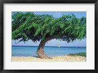 Framed Kwihi Tree,  Aruba, Caribbean