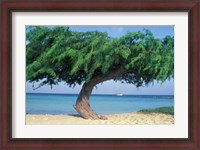 Framed Kwihi Tree,  Aruba, Caribbean