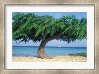 Framed Kwihi Tree,  Aruba, Caribbean