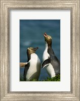 Framed Yellow-Eyed Penguin, Enderby Is, Auckland, New Zealand