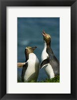 Framed Yellow-Eyed Penguin, Enderby Is, Auckland, New Zealand