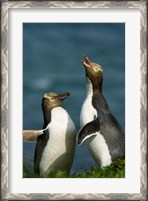 Framed Yellow-Eyed Penguin, Enderby Is, Auckland, New Zealand