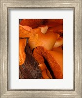 Framed Mushrooms on Stump, New Zealand