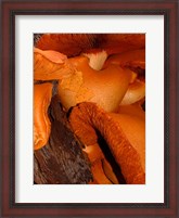 Framed Mushrooms on Stump, New Zealand