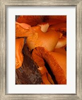 Framed Mushrooms on Stump, New Zealand