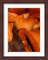 Framed Mushrooms on Stump, New Zealand