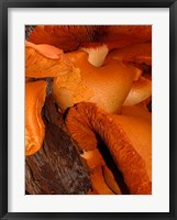 Framed Mushrooms on Stump, New Zealand