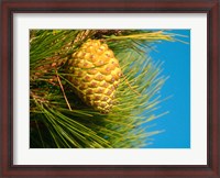 Framed Pine Cone in Tree, New Zealand