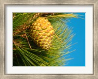 Framed Pine Cone in Tree, New Zealand