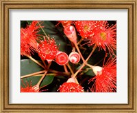 Framed Rata Tree Blossoms, New Zealand