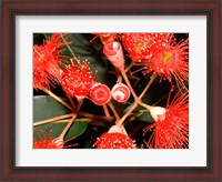 Framed Rata Tree Blossoms, New Zealand