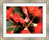 Framed Rata Tree Blossoms, New Zealand