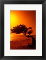 Framed Lone Divi Divi Tree at Sunset, Aruba