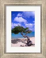 Framed Lone Divi Tree, Aruba, Caribbean