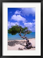 Framed Lone Divi Tree, Aruba, Caribbean