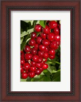 Framed Agriculture, Cherry Orchard, South Island, New Zealand