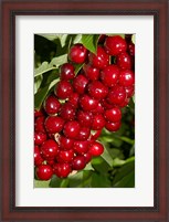 Framed Agriculture, Cherry Orchard, South Island, New Zealand