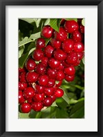 Framed Agriculture, Cherry Orchard, South Island, New Zealand