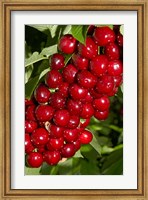 Framed Agriculture, Cherry Orchard, South Island, New Zealand