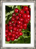 Framed Agriculture, Cherry Orchard, South Island, New Zealand