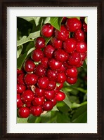 Framed Agriculture, Cherry Orchard, South Island, New Zealand