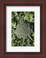 Framed Broccoli growing in the garden