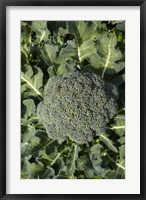 Framed Broccoli growing in the garden