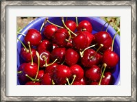 Framed Bucket of cherries, Cromwell, Central Otago, South Island, New Zealand